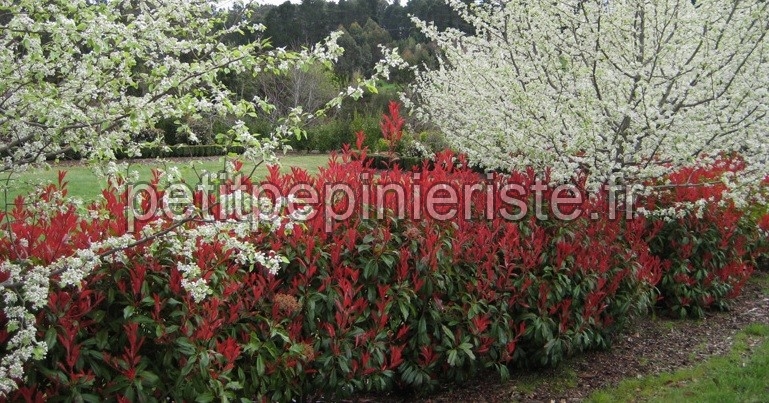 haie de photinia